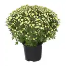 Bild 2 von GARDENLINE Bauernchrysantheme