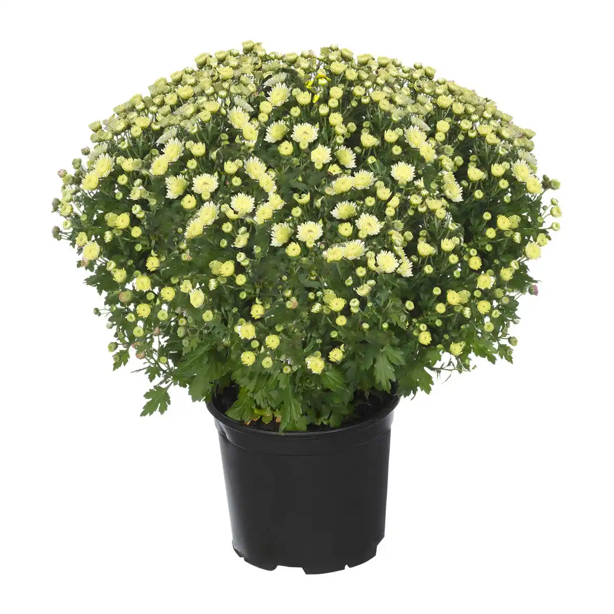 Bild 2 von GARDENLINE Bauernchrysantheme