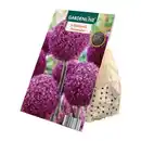 Bild 3 von GARDENLINE Zierlauch-Blumenzwiebeln