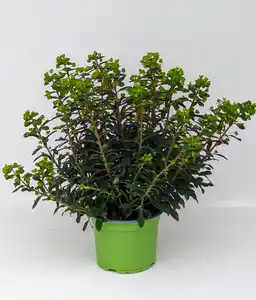 Wolfsmilch Euphorbia amygdaloides 17 cm Topf
