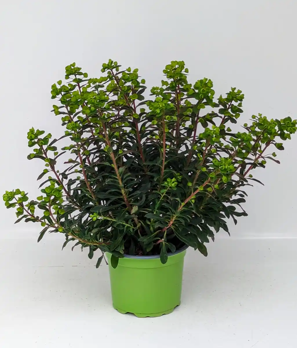 Bild 1 von Wolfsmilch Euphorbia amygdaloides 17 cm Topf