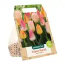 Bild 2 von GARDENLINE XXL-Blumenzwiebeln
