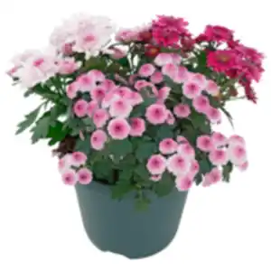 Chrysantheme Trio »Pink Cadillac«
