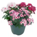 Bild 1 von Chrysantheme Trio »Pink Cadillac«