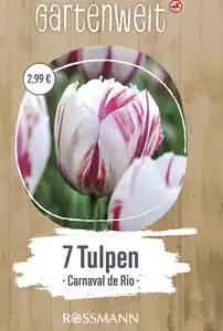 GARTENWELT Tulpen triumph Carnaval de Rio