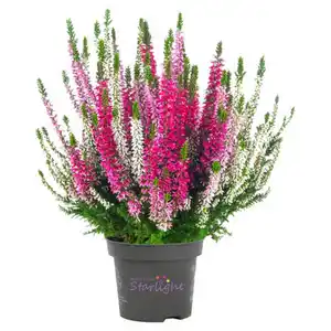 GARDENLINE Calluna Trio "Starlight"