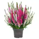 Bild 1 von GARDENLINE Calluna Trio "Starlight"