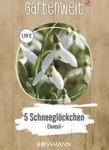 GARTENWELT Schneeglöckchen
