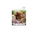 Bild 2 von Bildkalender