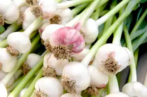 Weißer Pflanzknoblauch 250 g