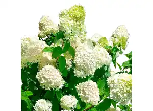 Rispenhortensie versch. Farben