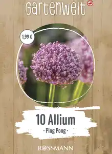 GARTENWELT Allium Pink Pong