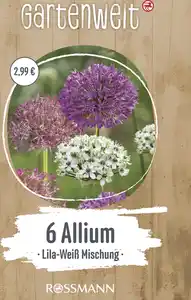 GARTENWELT Allium Lila-Weiss Mischung