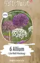 Bild 1 von GARTENWELT Allium Lila-Weiss Mischung