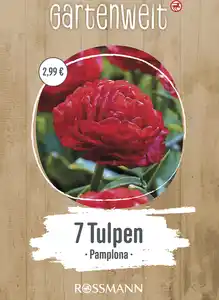 GARTENWELT Tulpen gefüllte frühe Pamplona