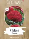 Bild 1 von GARTENWELT Tulpen gefüllte frühe Pamplona