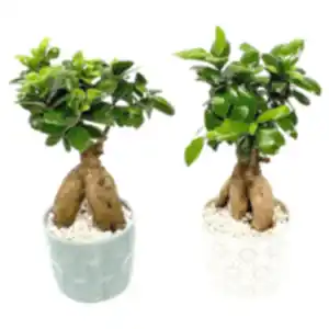 Ginseng Bonsai »Pure Balance«