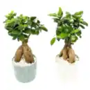 Bild 1 von Ginseng Bonsai »Pure Balance«