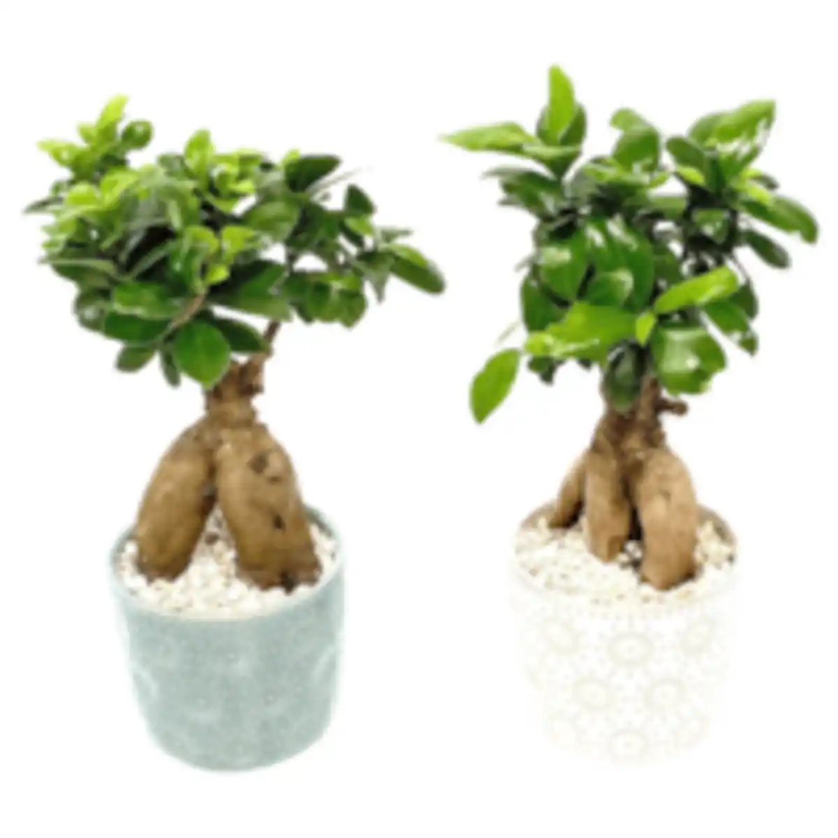 Bild 1 von Ginseng Bonsai »Pure Balance«