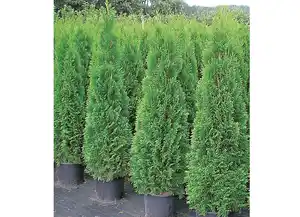 Thuja Smaragd im Topf gewachsen