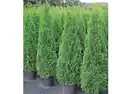 Bild 1 von Thuja Smaragd im Topf gewachsen