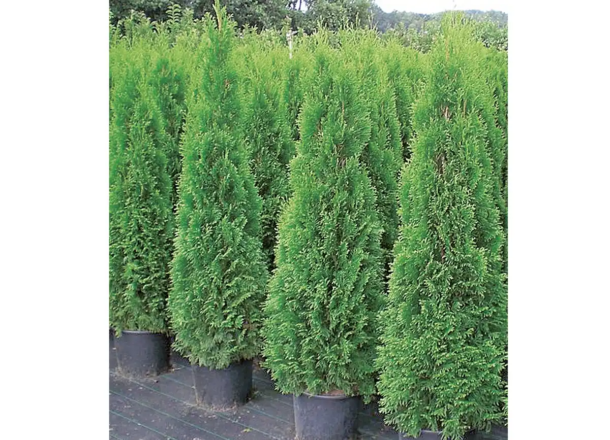 Bild 1 von Thuja Smaragd im Topf gewachsen