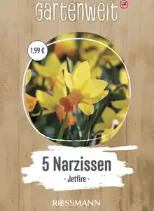 GARTENWELT Narzissen cyclamineus Jetfire