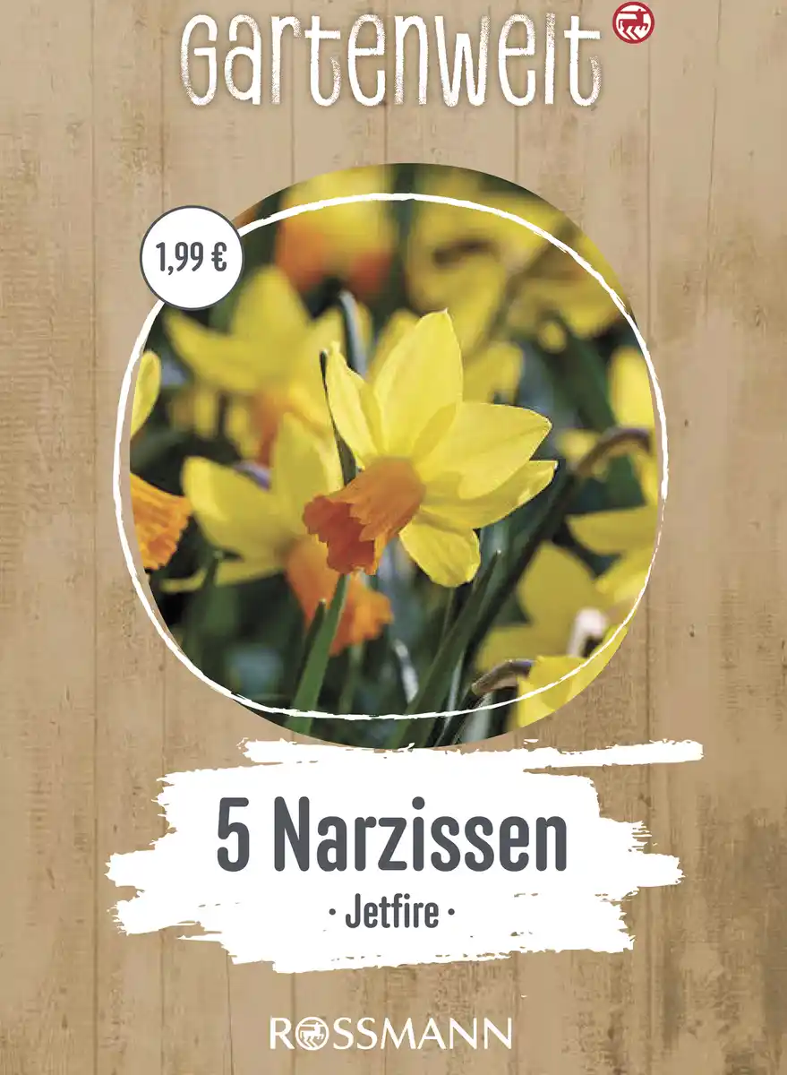 Bild 1 von GARTENWELT Narzissen cyclamineus Jetfire