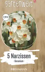GARTENWELT Narzissen tazetta Geranium