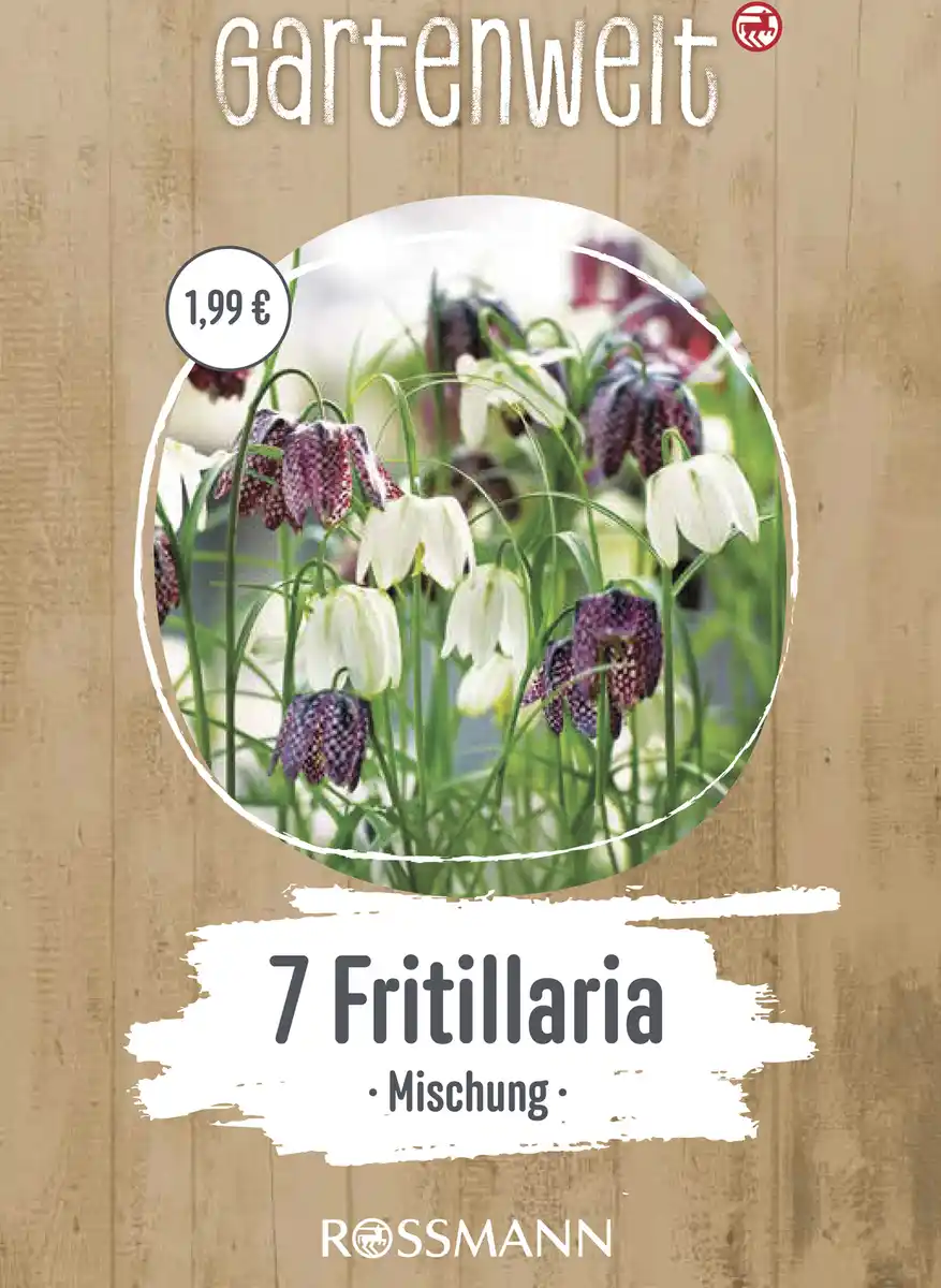 Bild 1 von GARTENWELT Fritillaria Meleagris