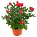 Bild 1 von Topfrose