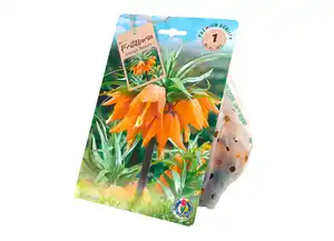 Fritillaria versch. Sorten
