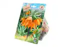 Bild 1 von Fritillaria versch. Sorten