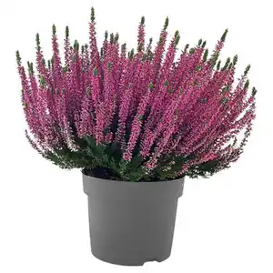 GARDENLINE Calluna "Beauty Ladies"