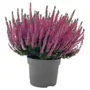 Bild 1 von GARDENLINE Calluna "Beauty Ladies"