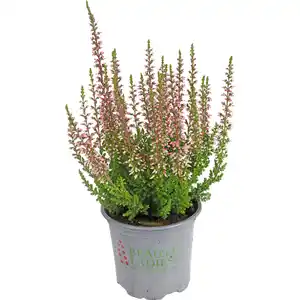 Calluna "Beauty Ladies®"