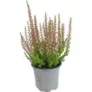 Bild 1 von Calluna "Beauty Ladies®"