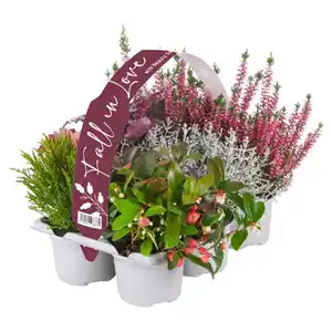 GARDENLINE Herbstpflanzen "Fall in Love"