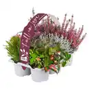 Bild 1 von GARDENLINE Herbstpflanzen "Fall in Love"