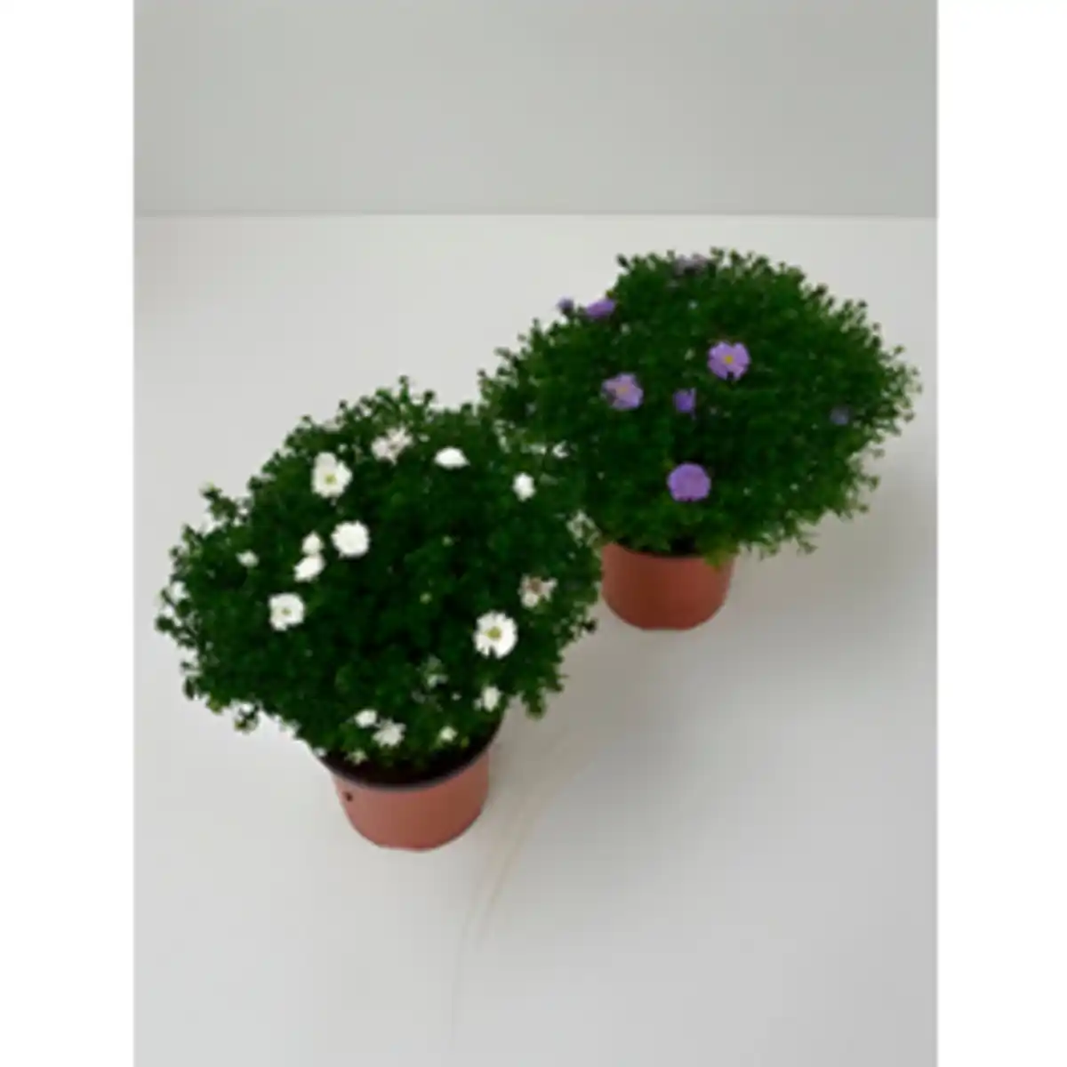 Bild 1 von Kissen-Aster, Aster dumosus, max. Wuchshöhe: 40 cm, Blüte: bunt