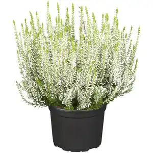 Knospenheide GG Uni Topf-Ø ca. 9,5 cm Calluna vulgaris