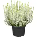 Bild 1 von Knospenheide GG Uni Topf-Ø ca. 9,5 cm Calluna vulgaris