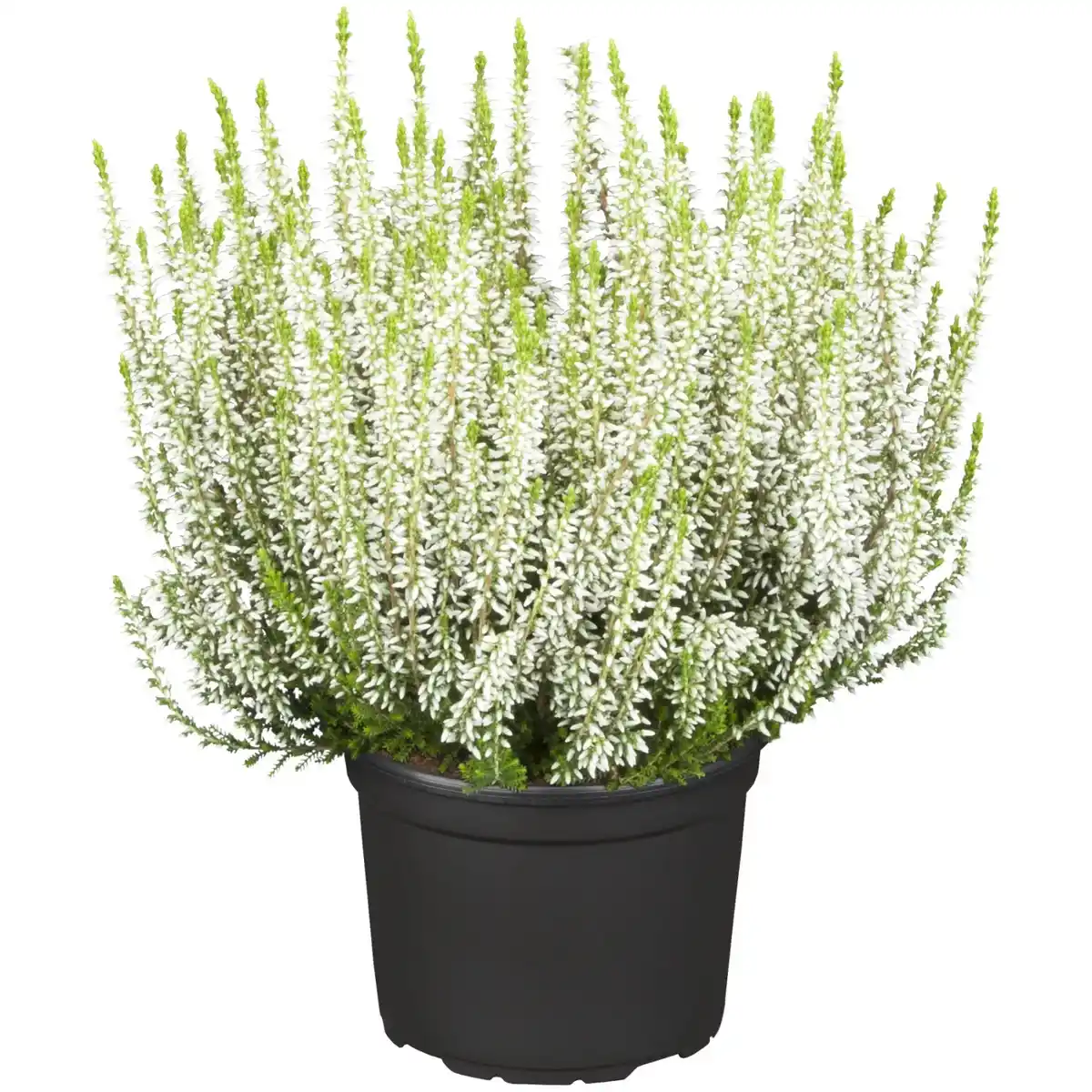 Bild 1 von Knospenheide GG Uni Topf-Ø ca. 9,5 cm Calluna vulgaris