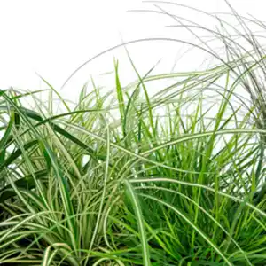 Graeser, Pflanzenhöhe: 30-40 cm
