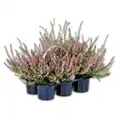 Bild 1 von Heidekraut "Calluna vulgaris"