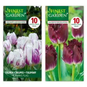 Finest Garden Tulpen