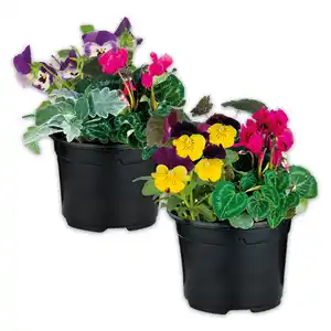 Herbstmix Trio