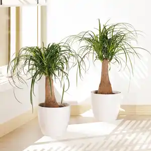 Elefantenfuß XL "Beaucarnea recurvata"