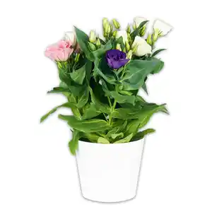 Lisianthus