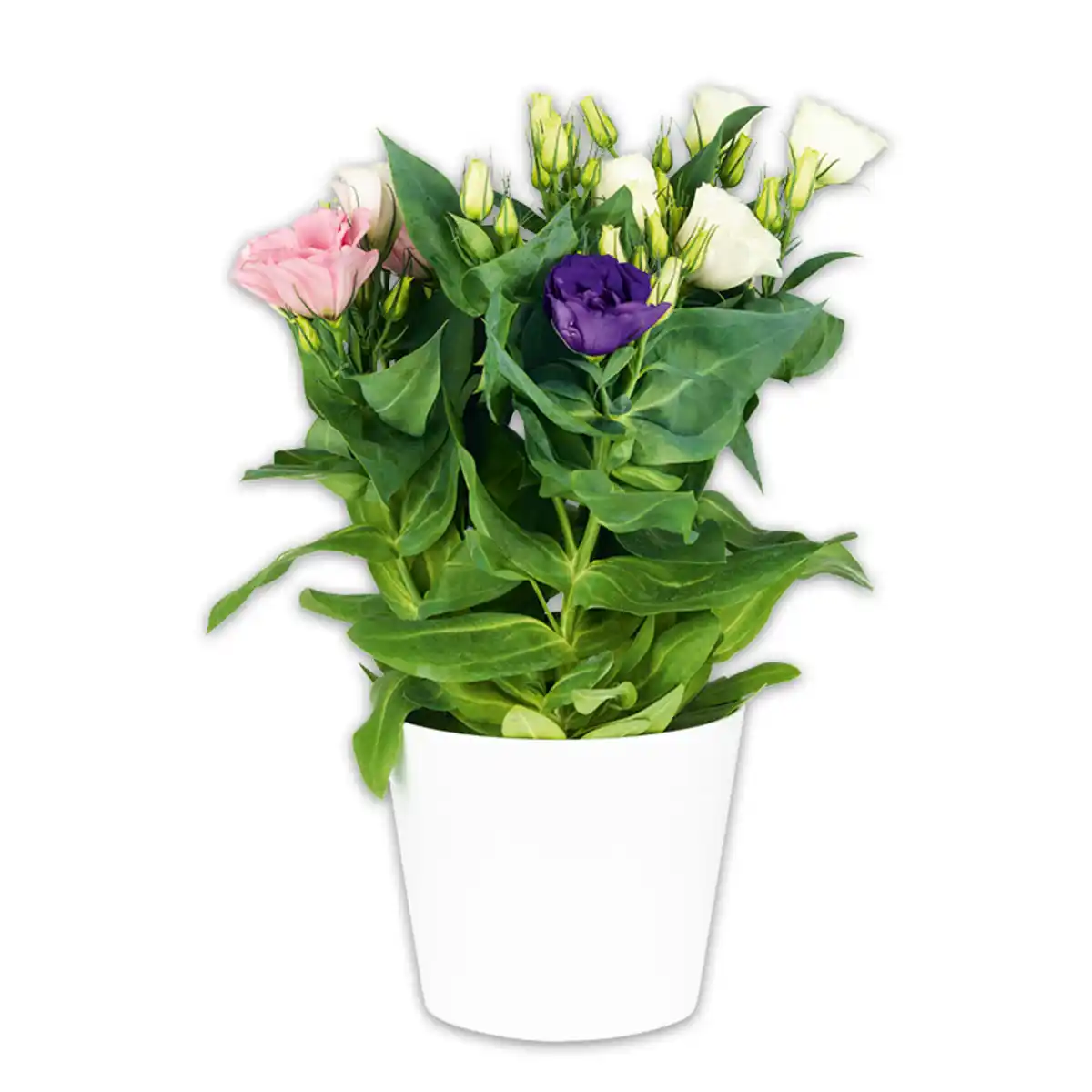 Bild 1 von Lisianthus